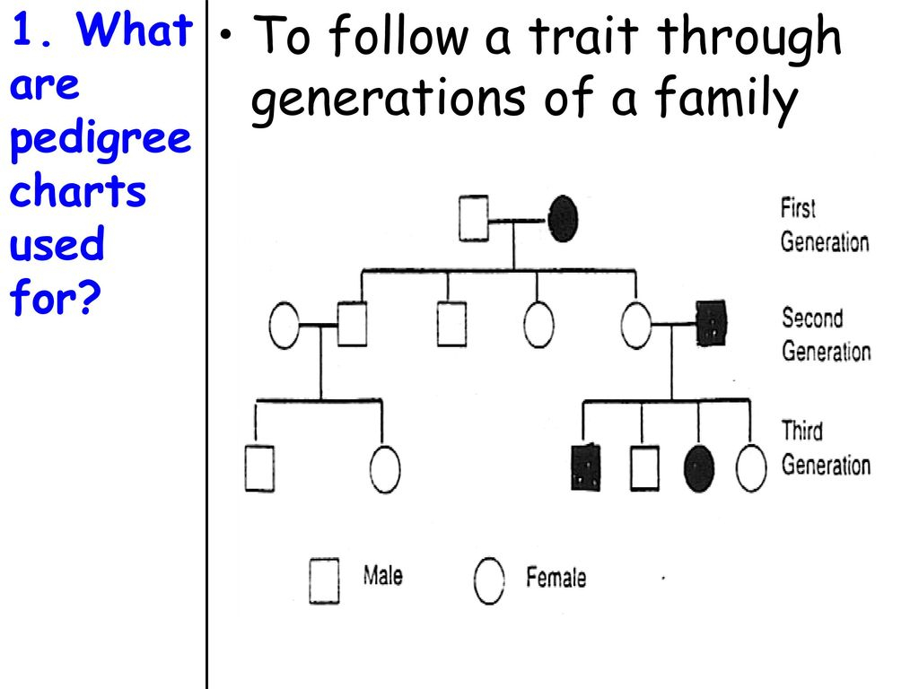 Topic Genetics Aim How Do We Use Pedigree Charts To Follow A Trait 