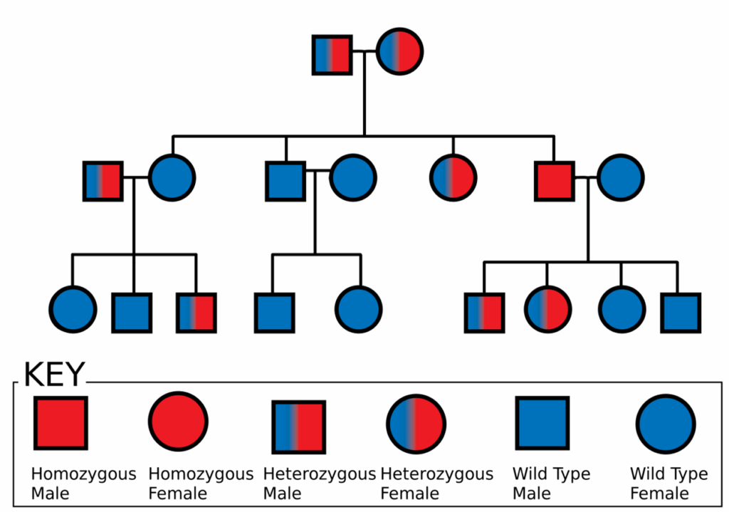 Tracing Your Roots A Guide To Creating Effective Pedigree Charts
