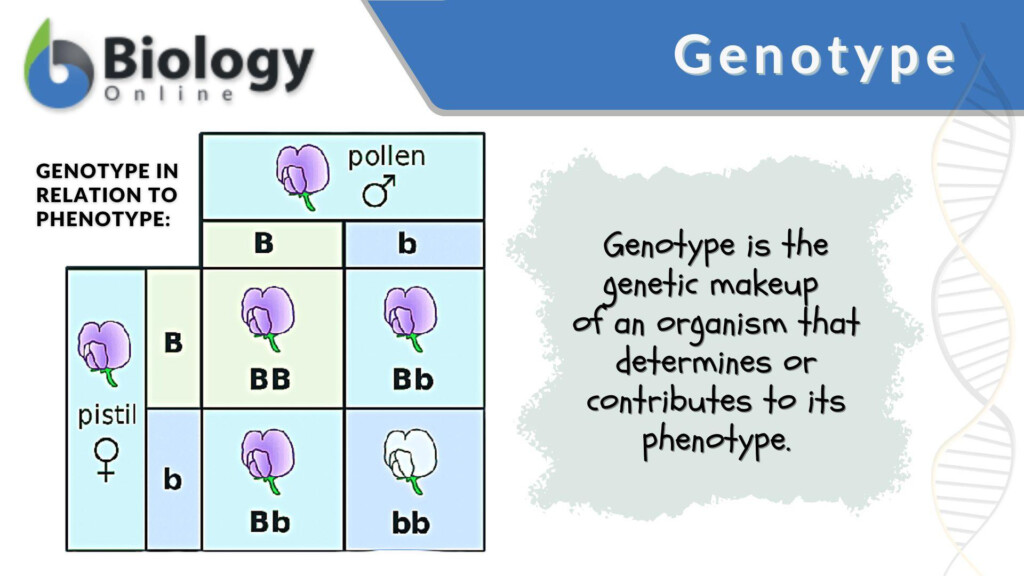 Understanding Genotypes And Phenotypes