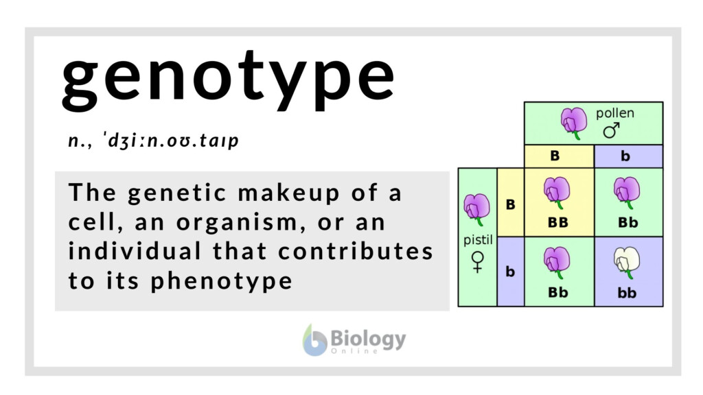 Understanding Genotypes And Phenotypes