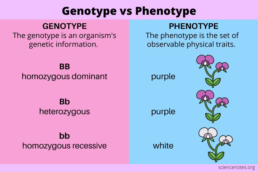 Understanding Genotypes And Phenotypes