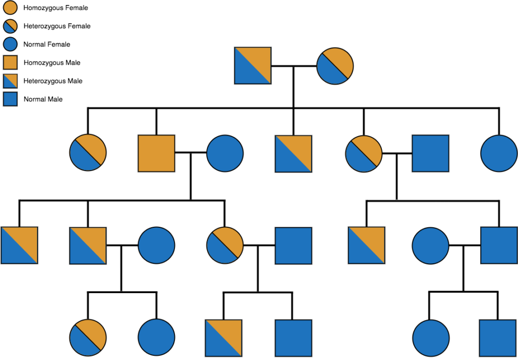 Understanding Your Family s Pedigree My Faulty Gene