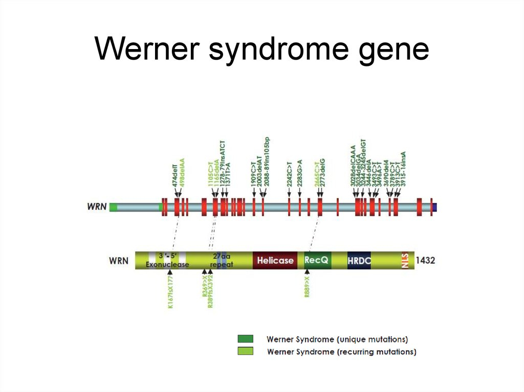 Werner39s Syndrome Nejm