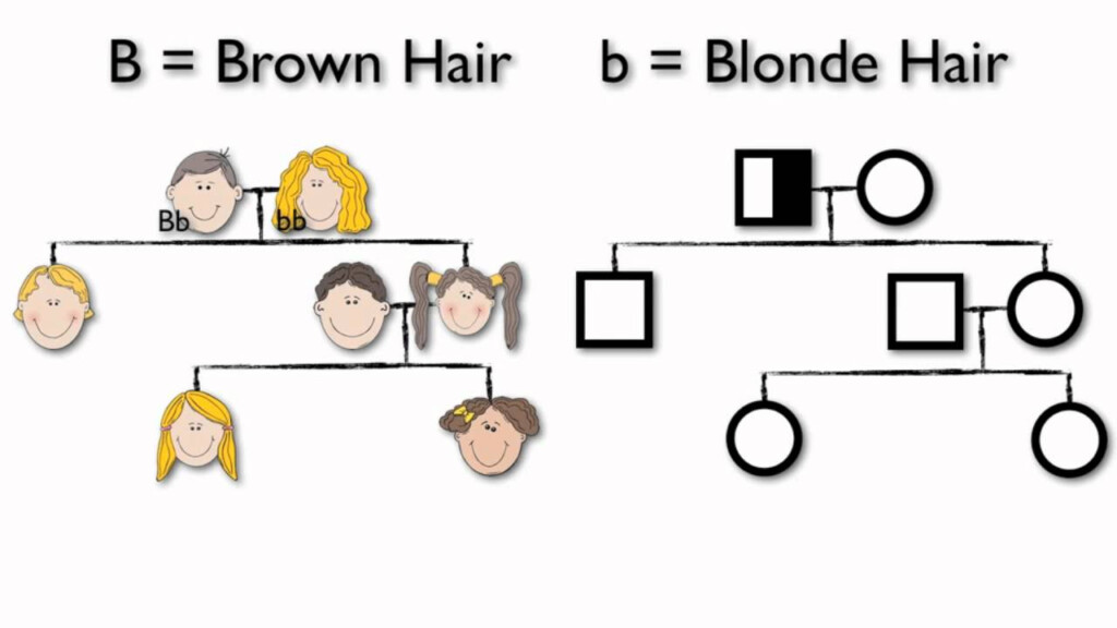 What Are Pedigree Charts YouTube