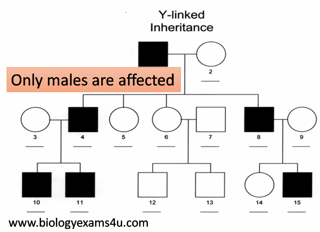 X Linked Dominant Inheritance Examples