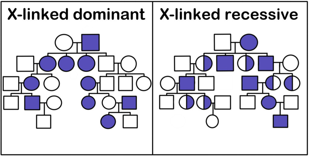 X Linked Recessive Pedigree Youtube