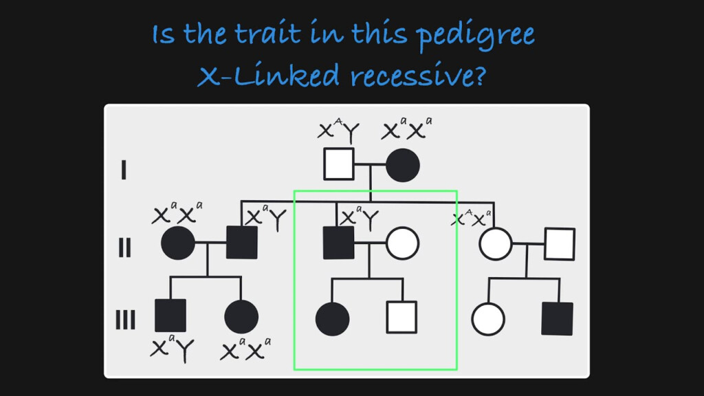 X Linked Recessive Pedigree Youtube