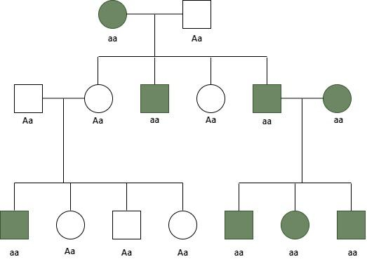 X Linked Recessive Pedigree Youtube